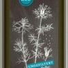 Ölmühle Solling Oli Vegetali | Olio Di Cumino Nero Vergine Bio, 500 Ml