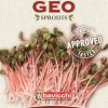 Bavicchi Germogli | Semi Per Germogli Di China Rose Bio, 20 G